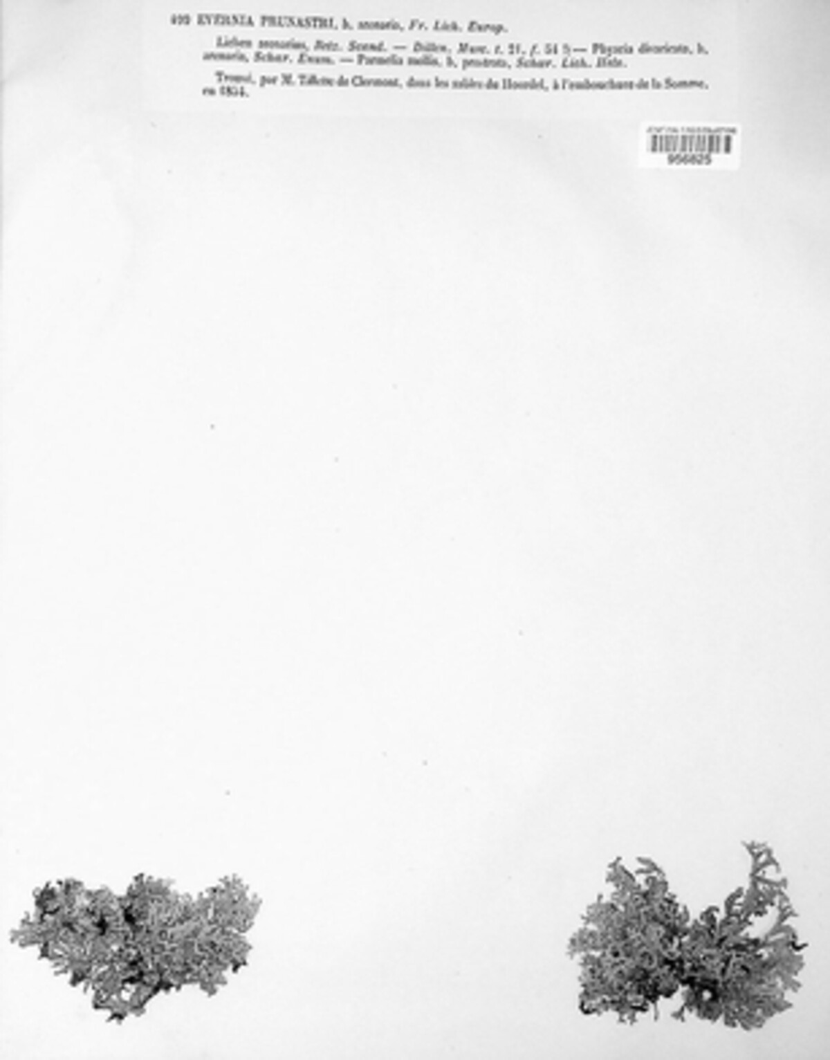 Evernia prunastri image